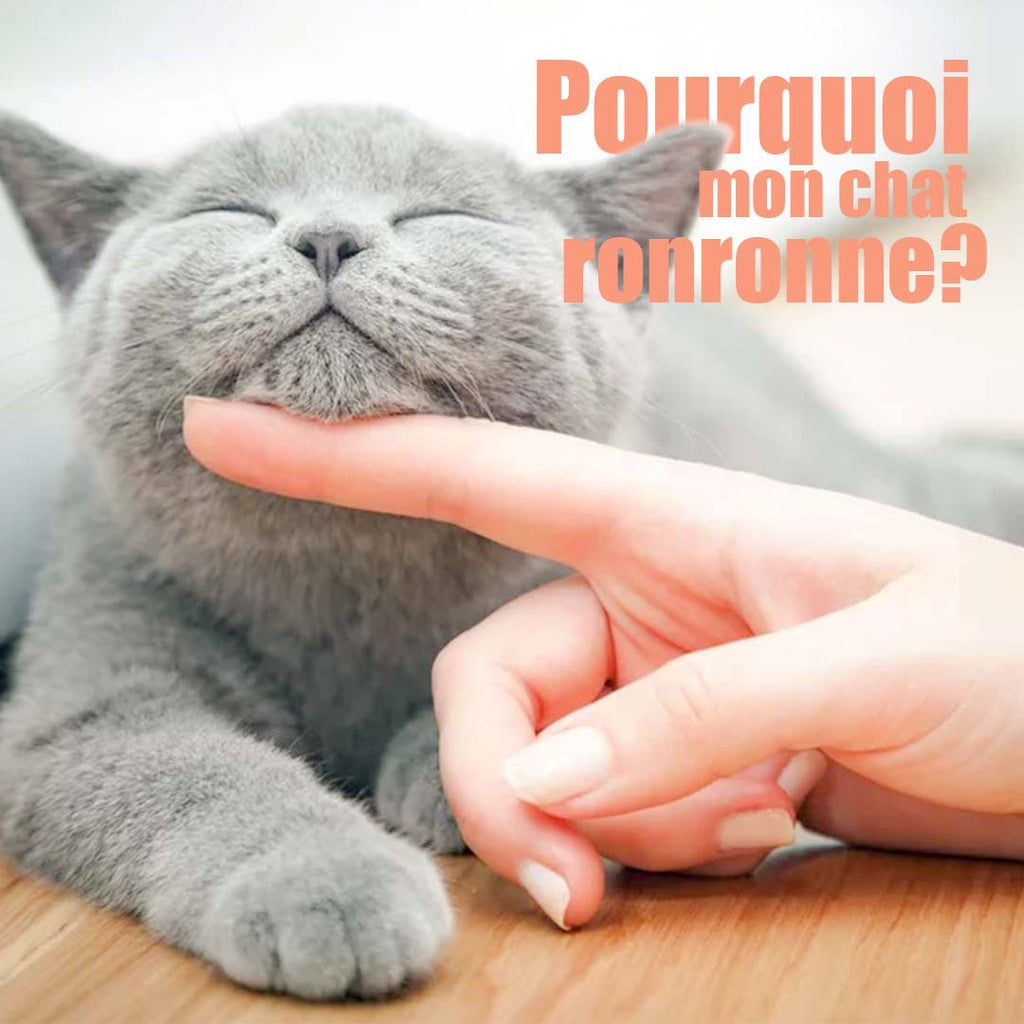 Pourquoi mon chat ronronne ?  - MOOGOOPET