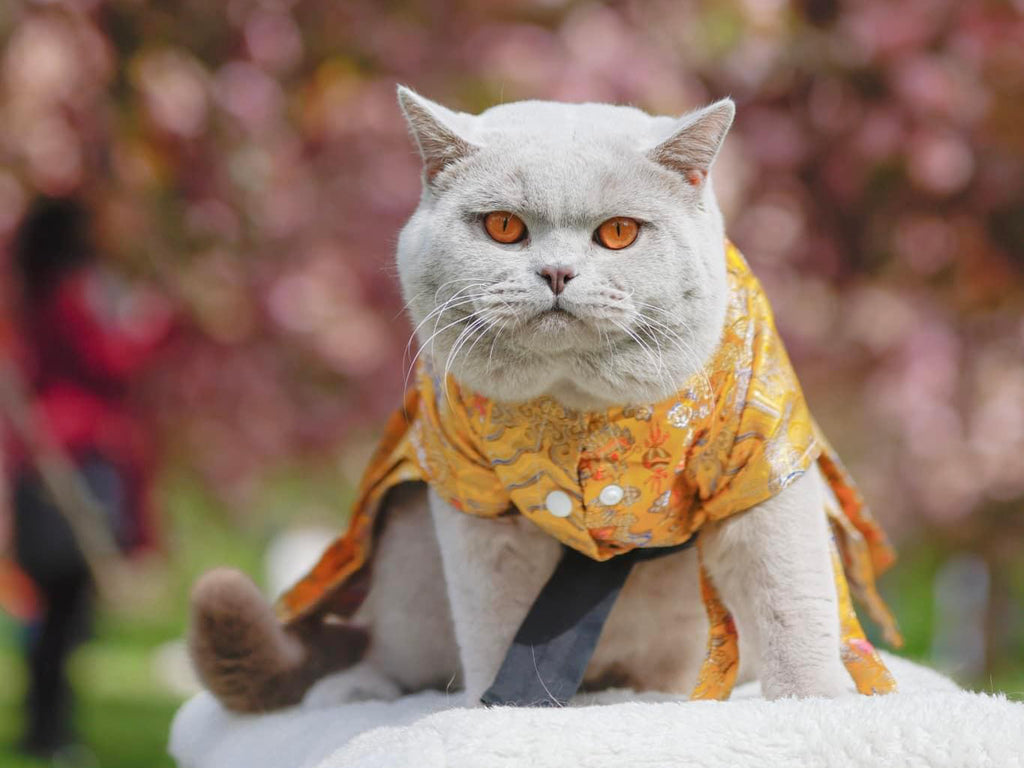 Connaissez-vous la race British Shorthair ?
