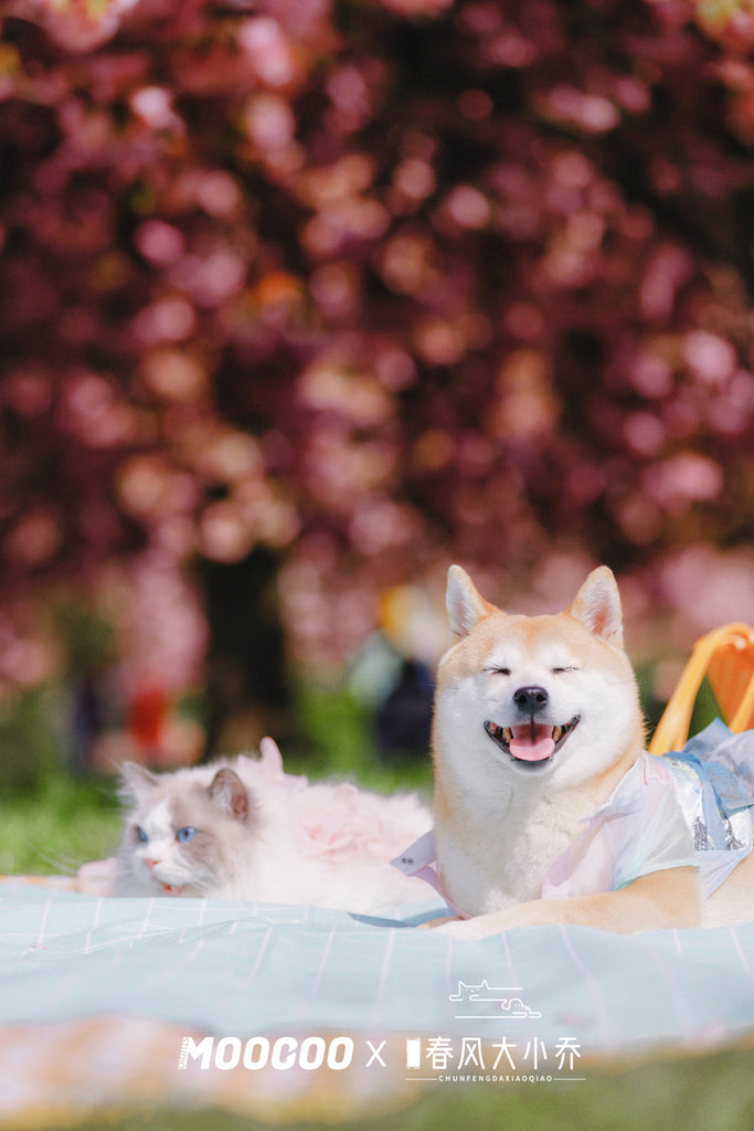 La présentation des Hanfu pour animaux de compagnie au Parc de Sceaux