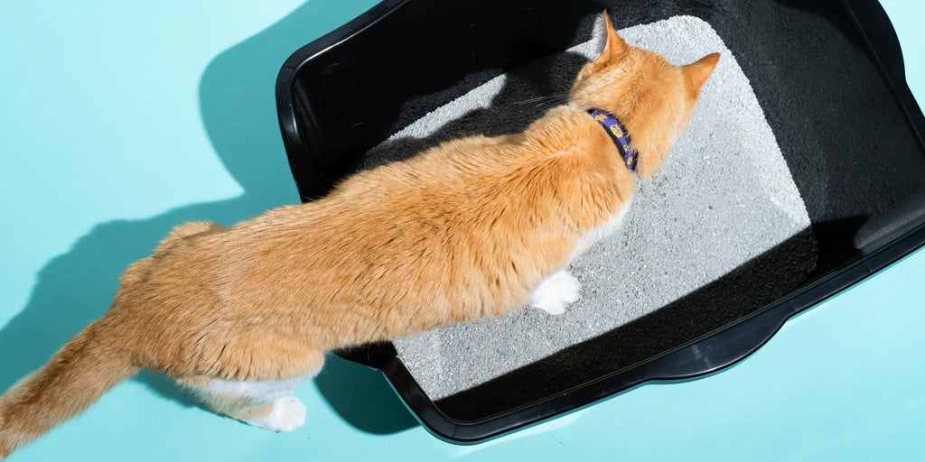 Comment choisir la litière parfaite pour chat : Un guide complet