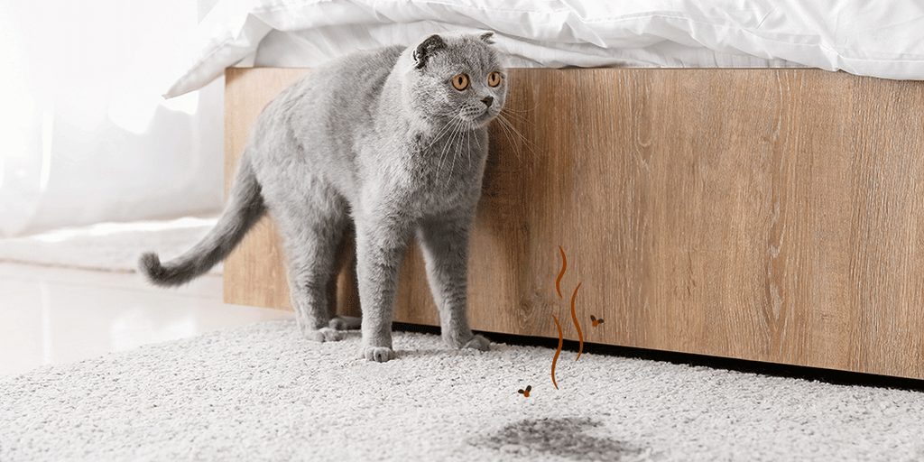 Pourquoi mon chat fait-il ses besoins hors de la litière?